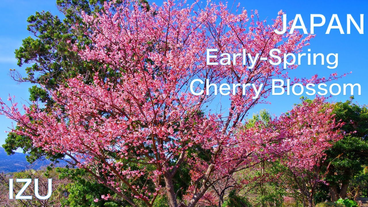 【IZU, JAPAN】Early Cherry blossoms　JAPAN Travel Guide：Shizuoka　Sakura　Flower Garden　Nature　Landscape
